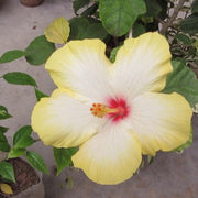 White Yellow Hibiscus Seeds