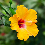 Yellow Hibiscus Seeds