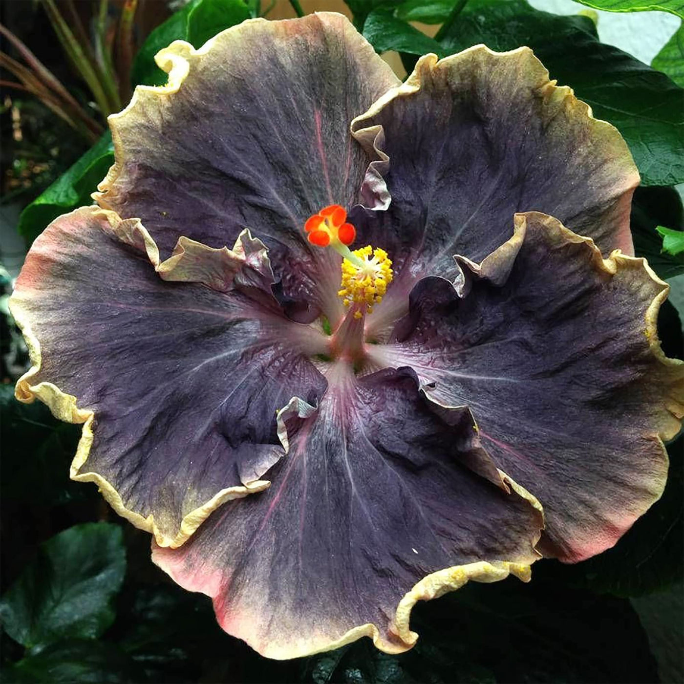Yellow & Black Hibiscus Seeds