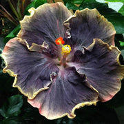 Yellow & Black Hibiscus Seeds