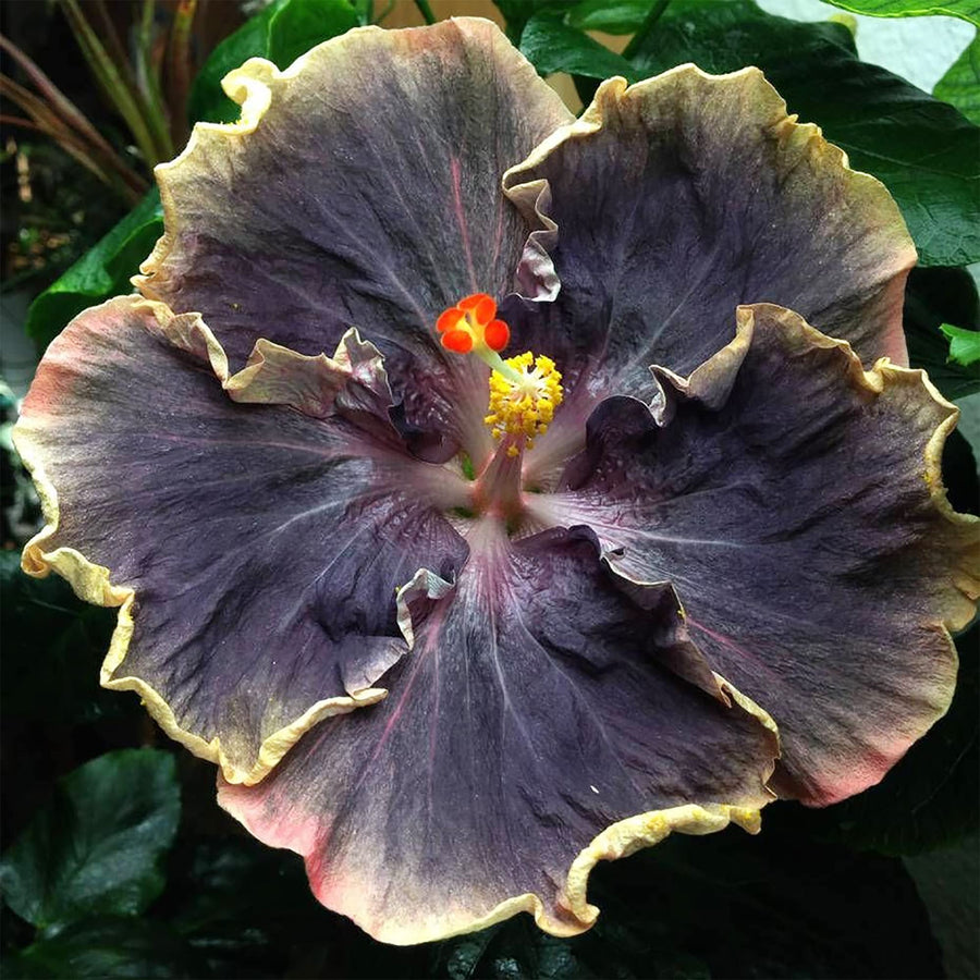 Yellow & Black Hibiscus Seeds