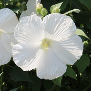 Snow White Hibiscus Seeds
