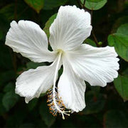 Snow White Hibiscus Seeds