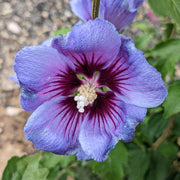 Syriacus Hibiscus Seeds