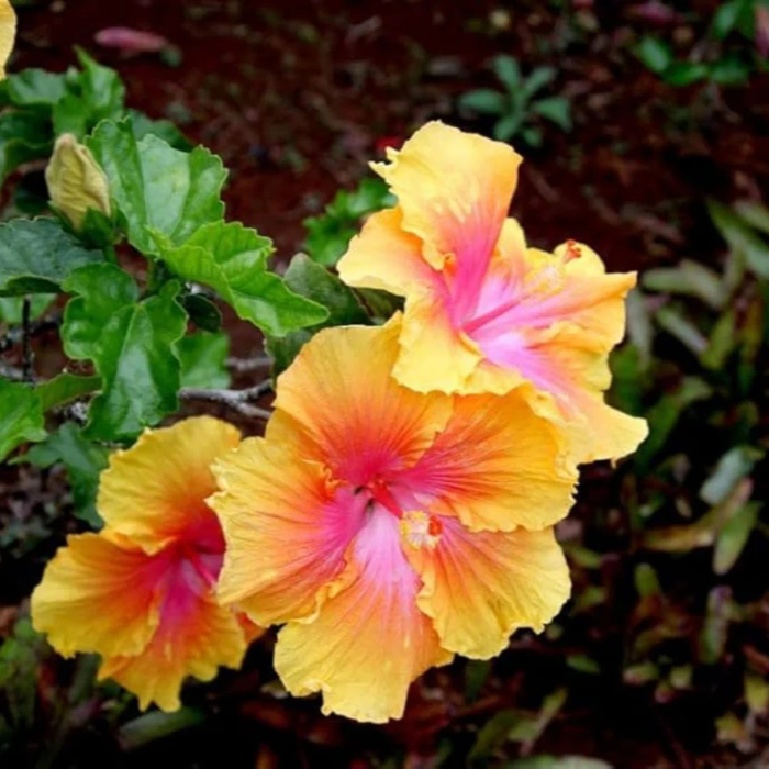 Tropical Yellow Pink Hibiscus Seeds