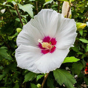 White Eye Hibiscus Seeds