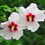White & Hot Pink Hibiscus Seeds