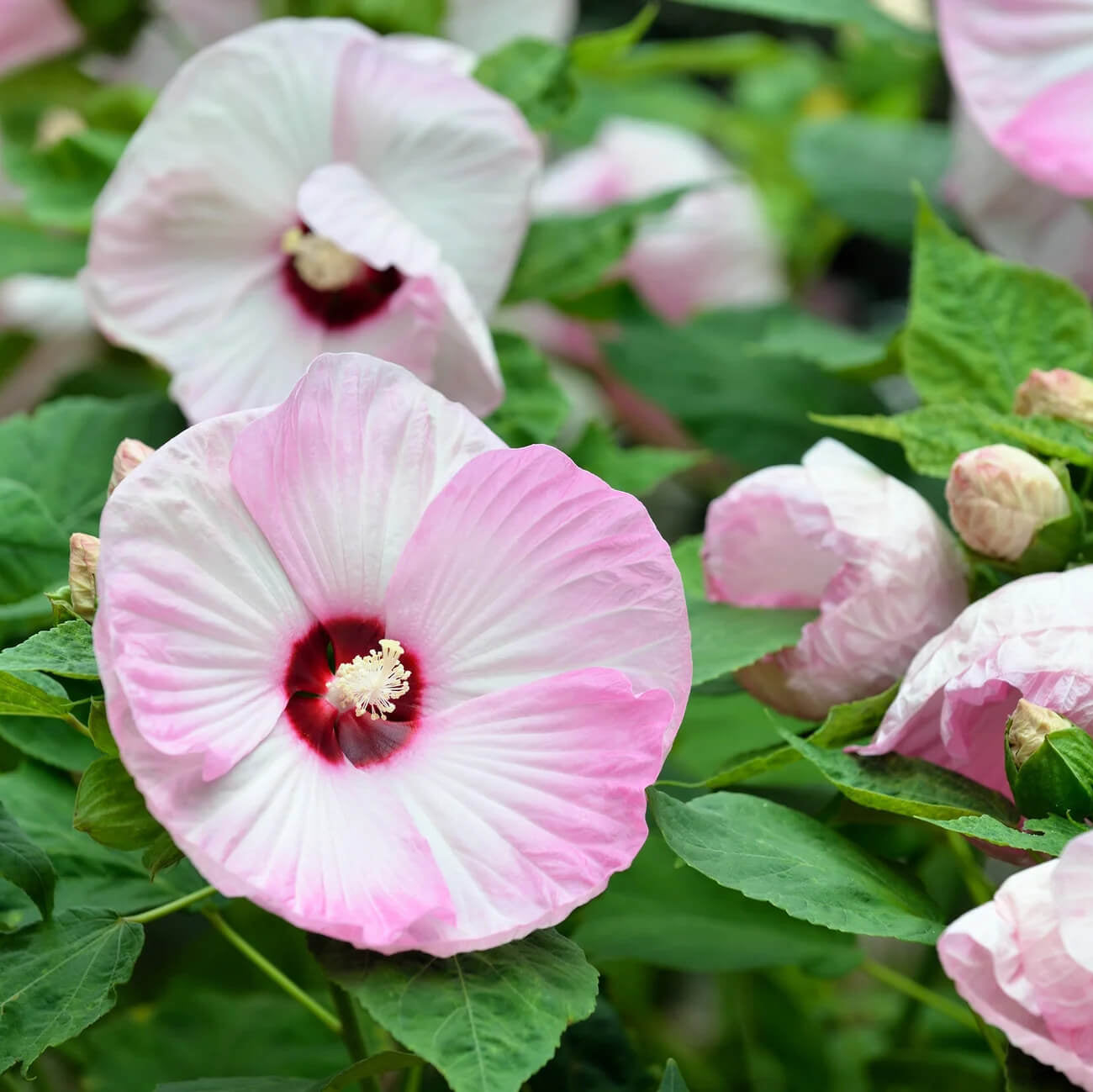 White & Hot Pink Hibiscus Seeds