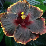 Yellow & Black Hibiscus Seeds