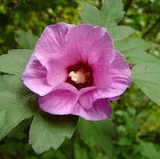 Rose of Sharon Hibiscus Seeds