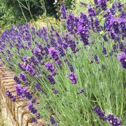 Hidcote Lavender Seeds - Herbal Seeds