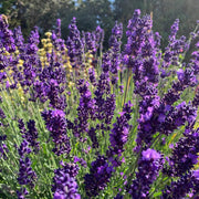 Hidcote Lavender Seeds - Herbal Seeds