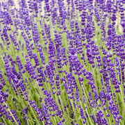 Hidcote Lavender Seeds - Herbal Seeds