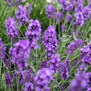 Hidcote Lavender Seeds - Herbal Seeds