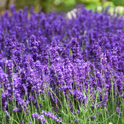 Hidcote Lavender Seeds - Herbal Seeds
