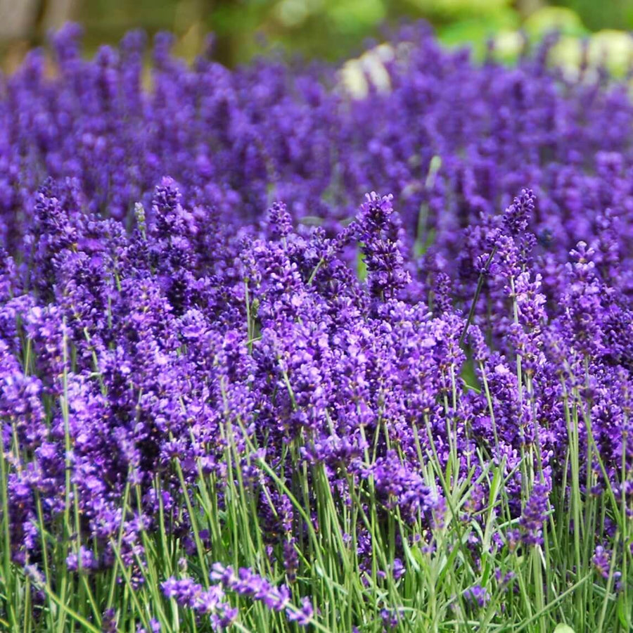 Hidcote Lavender Seeds - Herbal Seeds