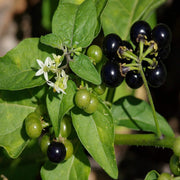 Hierba Seeds, Solanum nigrum Herb Seeds