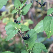 Hierba Seeds, Solanum nigrum Herb Seeds