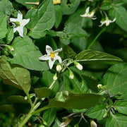 Hierba Seeds, Solanum nigrum Herb Seeds