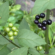 Hierba Seeds, Solanum nigrum Herb Seeds
