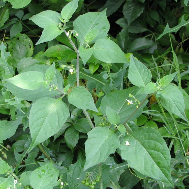 Hierba Seeds, Solanum nigrum