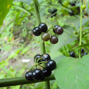 Hierba Seeds, Solanum nigrum Herb Seeds