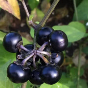 Hierba Seeds, Solanum nigrum Herb Seeds