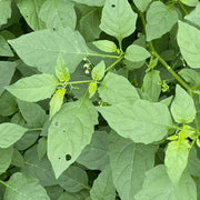 Hierba Seeds, Solanum nigrum Herb Seeds