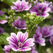 Tall High Mallow Seeds