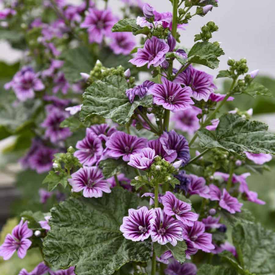 Tall High Mallow Seeds