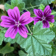 Tall High Mallow Seeds