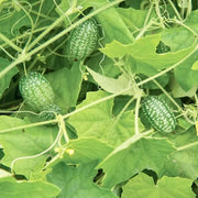 Non Seeds, Melothria scabra