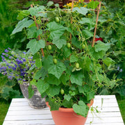 Non Seeds, Melothria scabra
