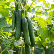 High Yield Cucumber Seeds