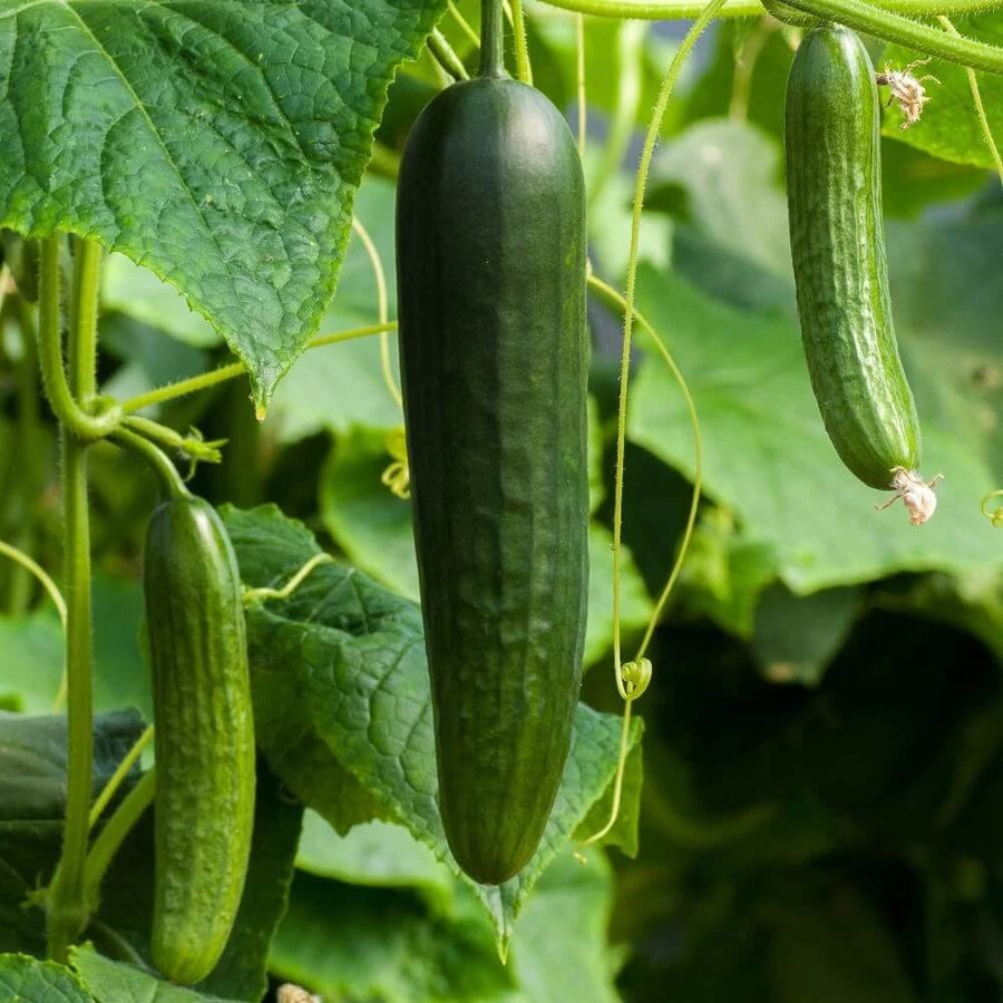 High Yield Cucumber Seeds