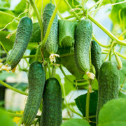 High Yield Cucumber Seeds