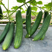 High Yield Cucumber Seeds