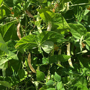 High Yield Drought Bean Seeds - Vegetable Plant
