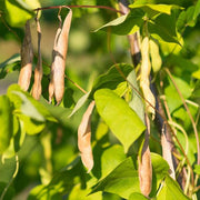 High Yield Drought Bean Seeds - Vegetable Plant