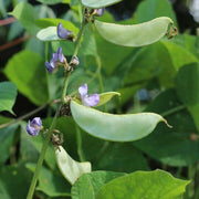 High Yield Drought Bean Seeds - Vegetable Plant