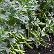 High Yield Drought Bean Seeds - Vegetable Plant