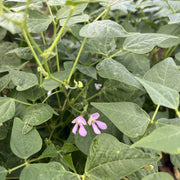 High Yield Drought Bean Seeds - Vegetable Plant