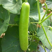 High Yield Gourd Seeds