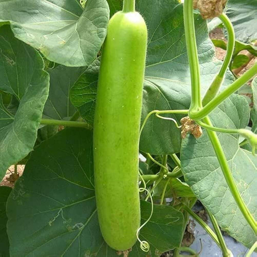 High Yield Gourd Seeds