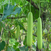 High Yield Gourd Seeds