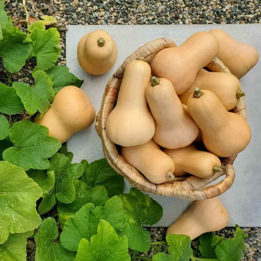 High Yield Winter Squash Seeds