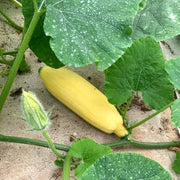 High Yield Winter Squash Seeds - Vegetable Plant