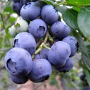 Southern Seeds, Vaccinium corymbosum