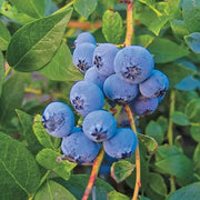 Southern Seeds, Vaccinium corymbosum