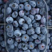 Southern Seeds, Vaccinium corymbosum